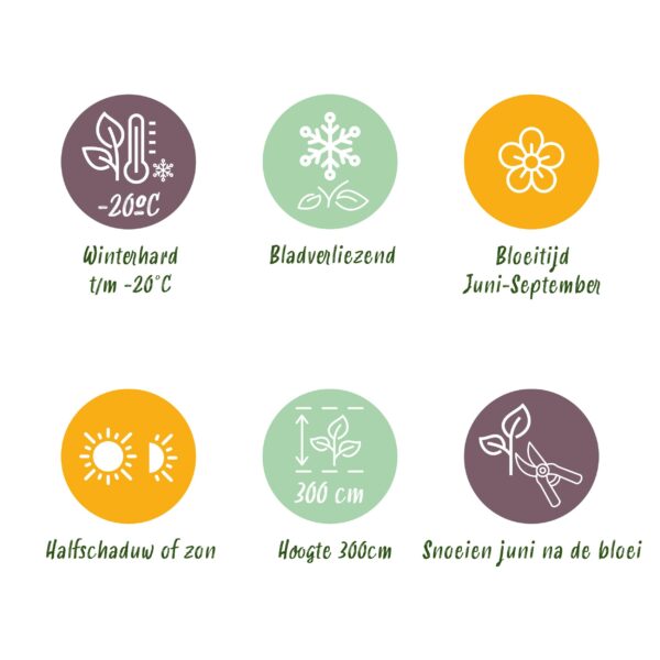 thumbnail_6000-846.jpg Kletterpflanze - Clematis Piilu - Blüte Rosa - Wenig Pflege - 2 Pflanzen