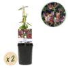 Geißblatt - Lonicera Serotina - Blüte Rosa mit Weiß - Wenig Pflege - 2 Pflanzen