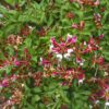 Geißblatt - Lonicera Serotina - Blüte Rosa mit Weiß - Wenig Pflege - 2 Pflanzen