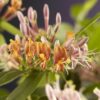 Geißblatt - Lonicera henryi - Blüte Rosa - Wenig Pflege - 2 Pflanzen