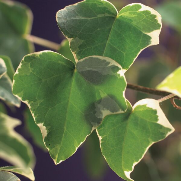 thumbnail_6000-949.jpg Kletterpflanze - Hedera helix Glacier - Blatt Bunt - Immergrün - 2 Pflanzen