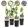 Passionsblume - Passiflora Rainbow - Blume Rosa Weiß Lila Grün - Wenig Pflege - 4 Pflanzen