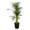 Areca-Palme einschließlich elho Greenville Rund schwarz
