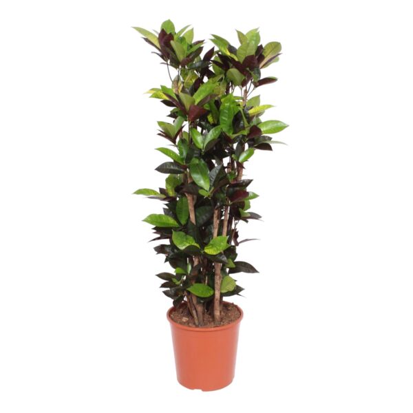 01af2cf7a90f49ce810785ac7fe6296c322dafde652049438f2181fc1a39bfef.jpg Codiaeum Iceton (Croton Iceton)
