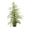 Ficus benjamina Dämmerung