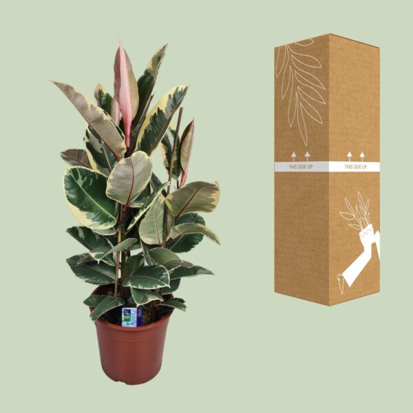 086b4188f4e2491dbaa6ed610ca1b67d906587067a6e4494b249c2a24869dad5.jpg Ficus Elastica Tineke