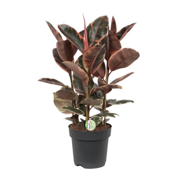 0a011ee393cd446d800a4e9603e504002efecc3c317142afb6743b50bcb40cee.jpg Ficus Belize