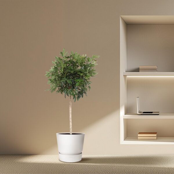 Schefflera Arboricola Compacta boom
