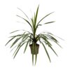 Cordyline Peko