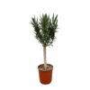 206fde5e1d7d4c2e9ea42f6347dfa4aa6f117de7cc714aceb08fc1a163929f41.jpg Nerium Oleander am Stiel mit Weiße bloem