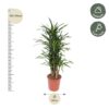 Dracaena Riki