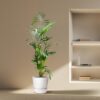 Kentia Palme