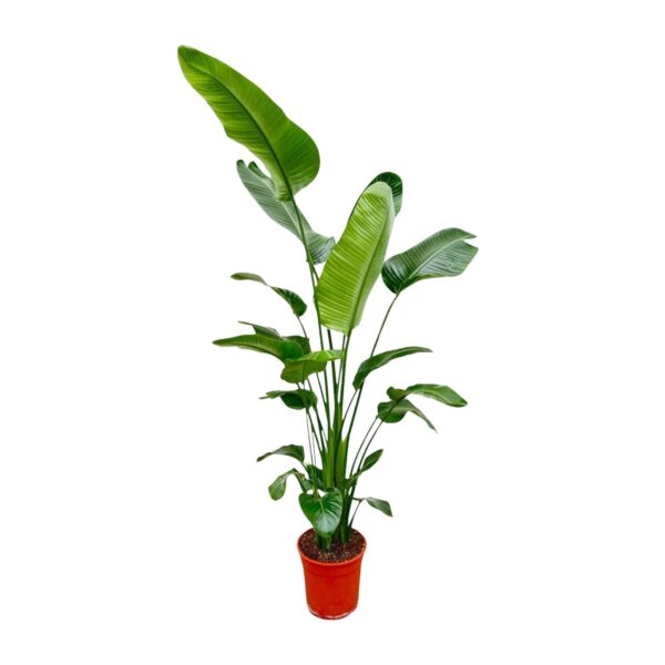 2ea4be9128d2483d9343f5bd14c115feb6b07af4af544f58b138a0291b82fb3f.jpg Strelitzia Nicolai