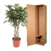Schefflera Arboricola Compacta geflochten Stamm