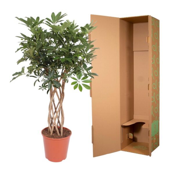 2f7104c37b92468c9964eec054fd0d073f480712537942fcbcf9e614429d5388.jpg Schefflera Arboricola Compacta geflochten Stamm