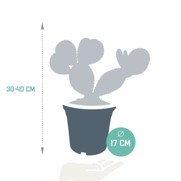 310cb717471b490db8920c0b75210ac00fff4ca7936f4288a1f362c9311b8fea.png Opuntia microdasys