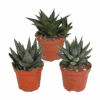 Gasteria/Haworthia mix | 3 Stücke
