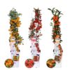 Pyracantha coccinea mix | 3 Stücke