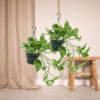 Epipremnum Aureum - Scindapsus