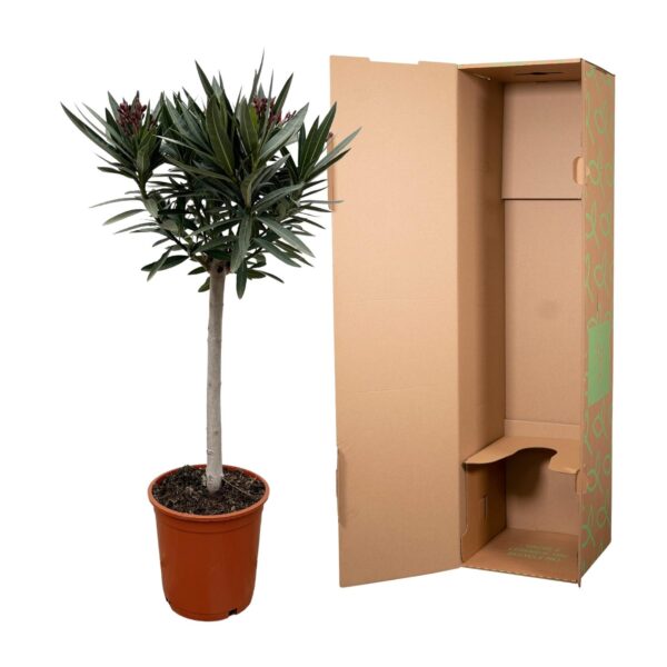 34e091ed84914cb2b559e73369ff867a59f6b8b8fc1a49deaaab04784649e206.jpg Nerium Oleander am Stiel mit Weiße bloem