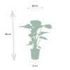 Alocasia Wentii & Alocasia Portodora
