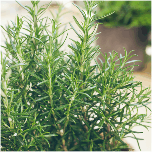 3a9f3d81997c4357861a81bee6debc680a3f4552f9c04b27916c730735e467b0.png Rosmarinus officinalis | 72 Stücke | Rosmarin