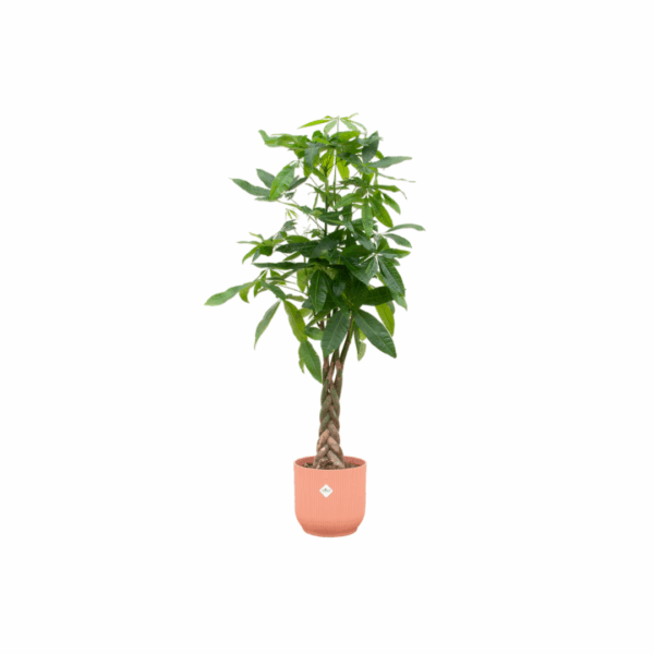 3c23d9f08af647b7a61bc887ba0df64a999ad40e603f421e90c65d4e79ec86ef.png Pachira Aquatica einschließlich elho Vibes Falten Runde rosa
