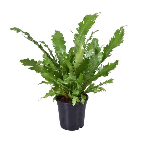 3ceb1f45972b489081a9eaf5441a53803795f05492064667879bbaba5c12827d.jpg Asplenium Nidus