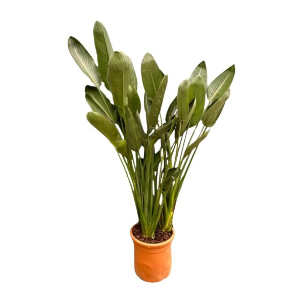 4324d8a6b26647eaafccb5e6856177dfd42aee4c2f844a1a9c17bcd0fa398f25.jpg Strelitzia Reginae XL