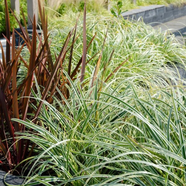 48258bb7ddb44b1abaf82e6dde46fe8c5a68bb898ddc42deb3f5f8c1977f2621.jpg Carex hachijoensis 'Evergold' | 6 Stücke