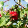 Lonicera periclymenum 'Serotina'