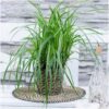 Carex morrowi 'Ice Dance' | 6 Stücke