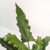Alocasia Lauterbachiana in Korb Selin