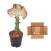 Euphorbia lactea Cristata Rot