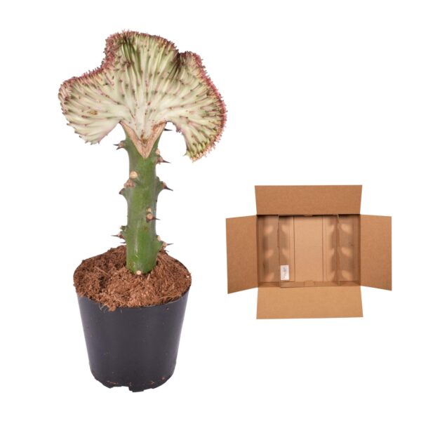 592d28c13d9e421b91db1c75b9c36293c7de32a489914a14bace5b4a3481db8f.jpg Euphorbia lactea Cristata Rot