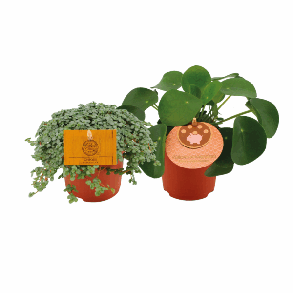 Pilea Duo | 2 Stück