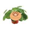 Pilea Peperomioides