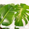 Strelitzia Nicolai & Monstera Deliciosa | 2 Stk.