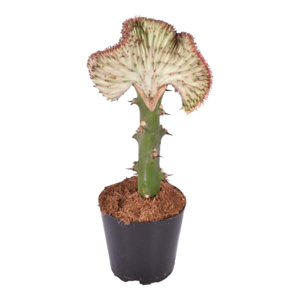 5cfafdf2595c47bfadd6c07537653014c23955c9ab5341b1b630dda755d2f3b0.jpg Euphorbia lactea Cristata Rot