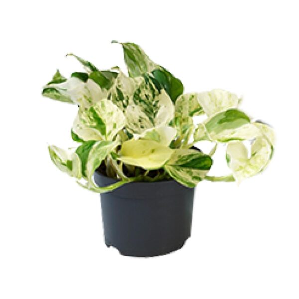 5eb2ea9956c24d5886addf66b24f1c1c38e55ba42bc248dc874fde78cecbd561.jpg Epipremnum Happy Leaf