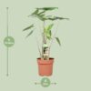 Alocasia Zebrina