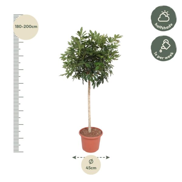 Schefflera Arboricola Compacta boom