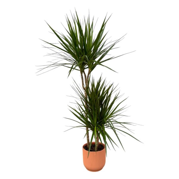 666d15a4f3884121a8f7332e3846cd713bdaeb2947564a65a797cd60e76b2a03.jpg Dracaena Marginata inklusive elho Vibes Fold Round Rosa