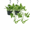 Epipremnum Aureum - Scindapsus
