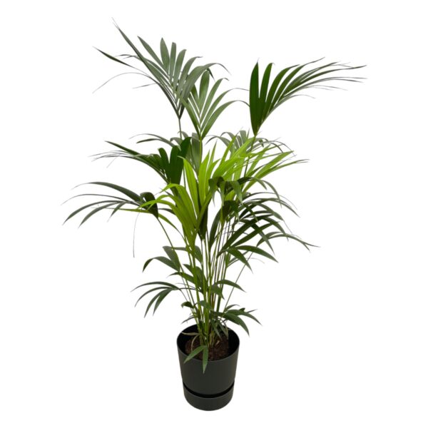 6ff5c59e52c8460fb3f438cdba2889c4a52b8aca086f4a3fa3d8dc265a2c88b0.jpg Kentia-Palme einschließlich elho Greenville Rund schwarz