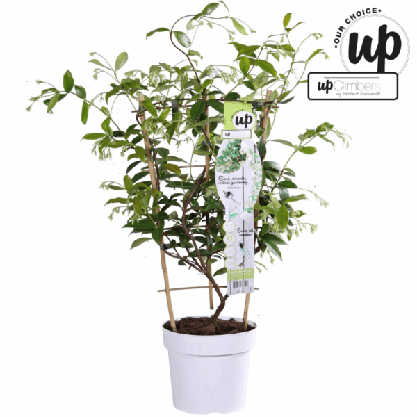 7563d01ce7c847cebc49f7b603f8ba04839fdc0610884bc8871b586116848cc3.png Trachelospermum 'Star of Venice' - Toskanischer Jasmin Weiß