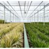 Dracaena mit Korb