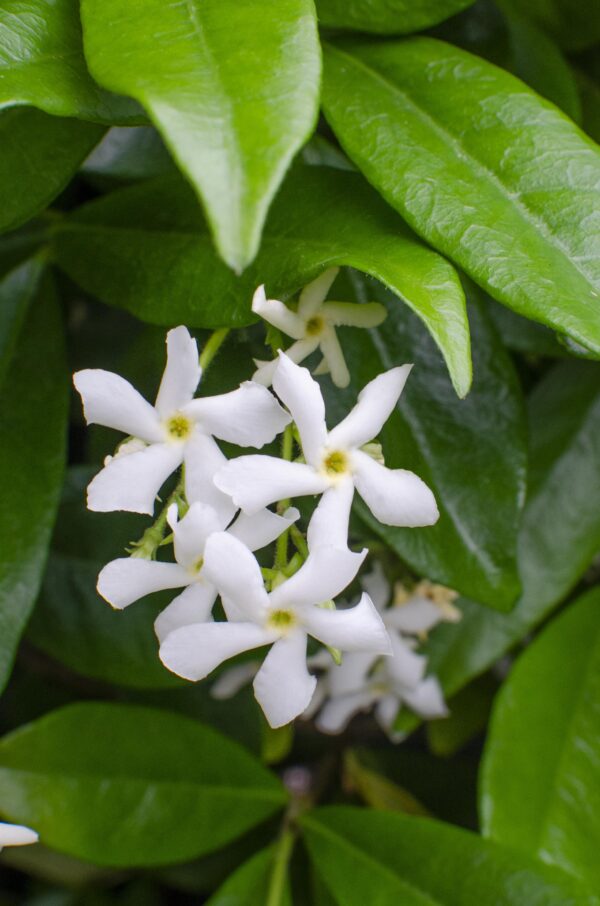 778371596516411785f0353929536ca81162323df847459a9443ca86b5aee920.jpg Trachelospermum 'Star of Venice' - Toskanischer Jasmin Weiß