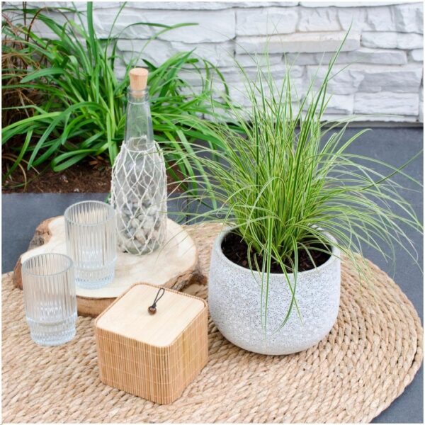 77bacd0f441b495ea91b65011f27bd1d529ff4f5dc924c0ebb5bd72c0b1650bf.jpg Carex brunnea Variegata | 3 Stücke
