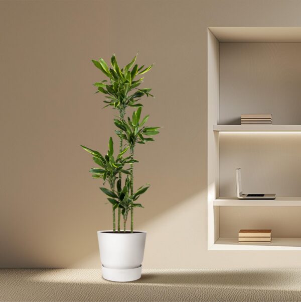 83b809c11bc74c86baf3accb15143741d4bec7f9f97541d3b22b9170832cf3dd.jpg Dracaena Golden Coast